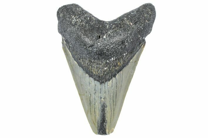 Bargain, Fossil Megalodon Tooth - North Carolina #362958